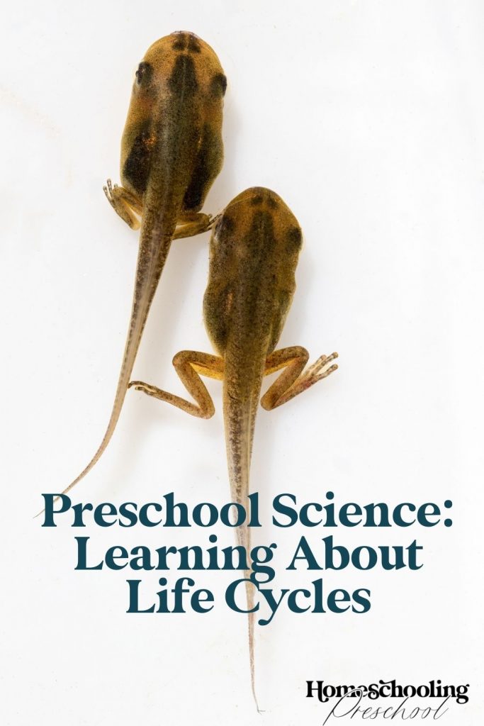 Tadpoles are part of a frog's life cycle