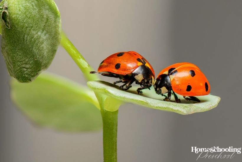 The Best Insect Crafts for Preschoolers