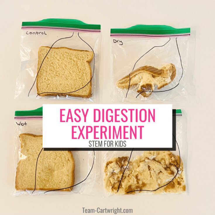 Image for Digestion Experiment for Kids- DIY Stomach Model