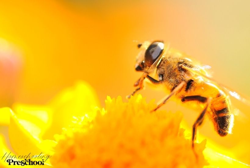 Books About Bees for Preschoolers