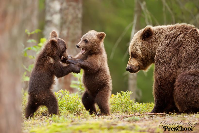 Children's Books About Bears