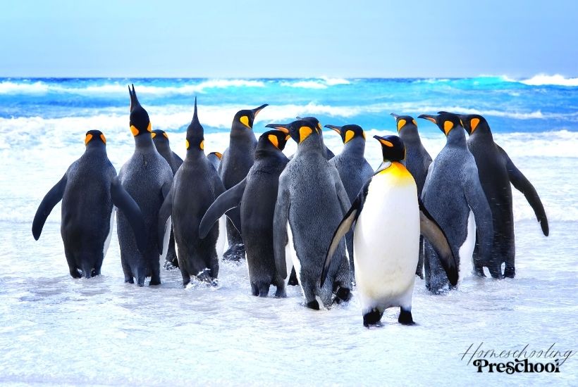 Children's Books About Penguins