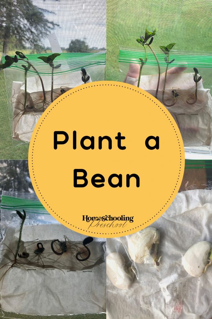 Plant A Bean