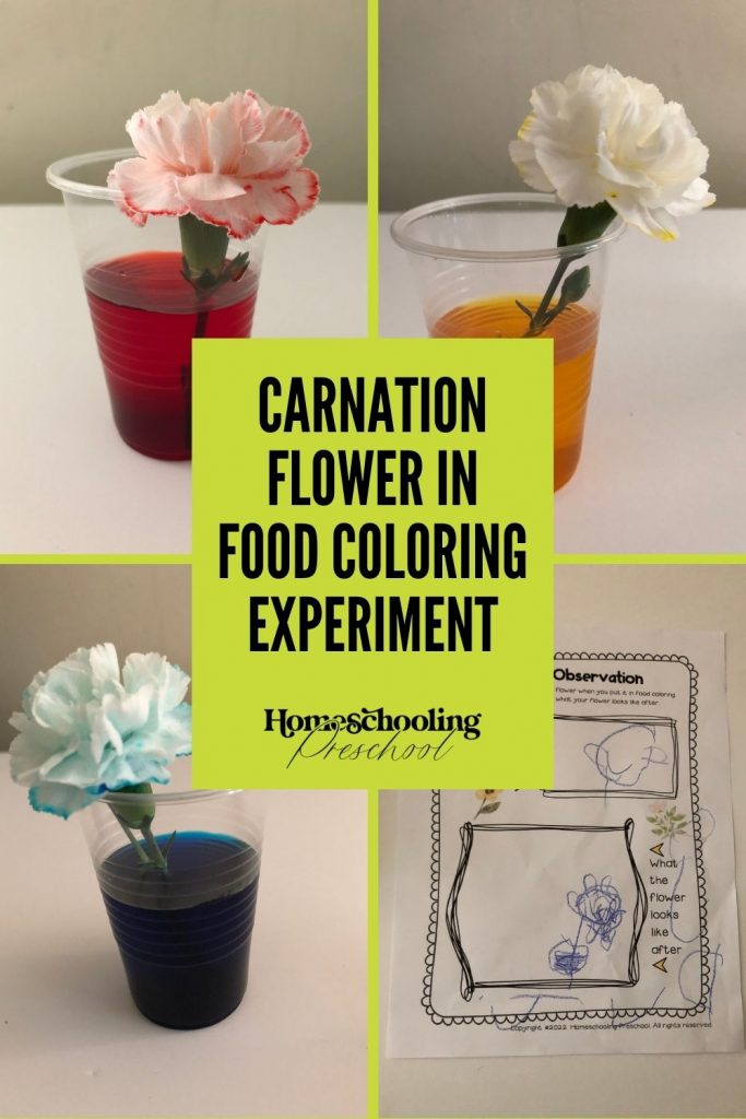 plant food colouring experiment