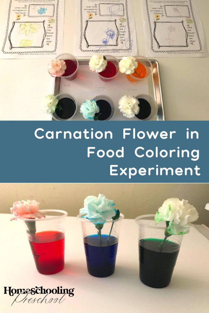 Carnation Flower in Food Coloring Experiment