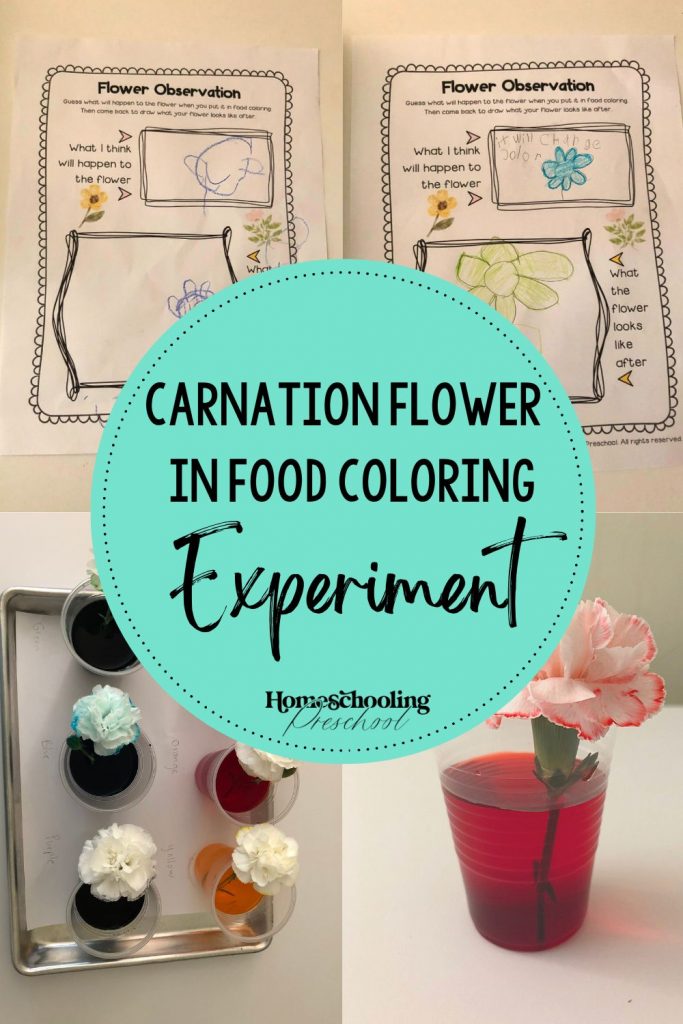 Carnation Flower in Food Coloring Experiment