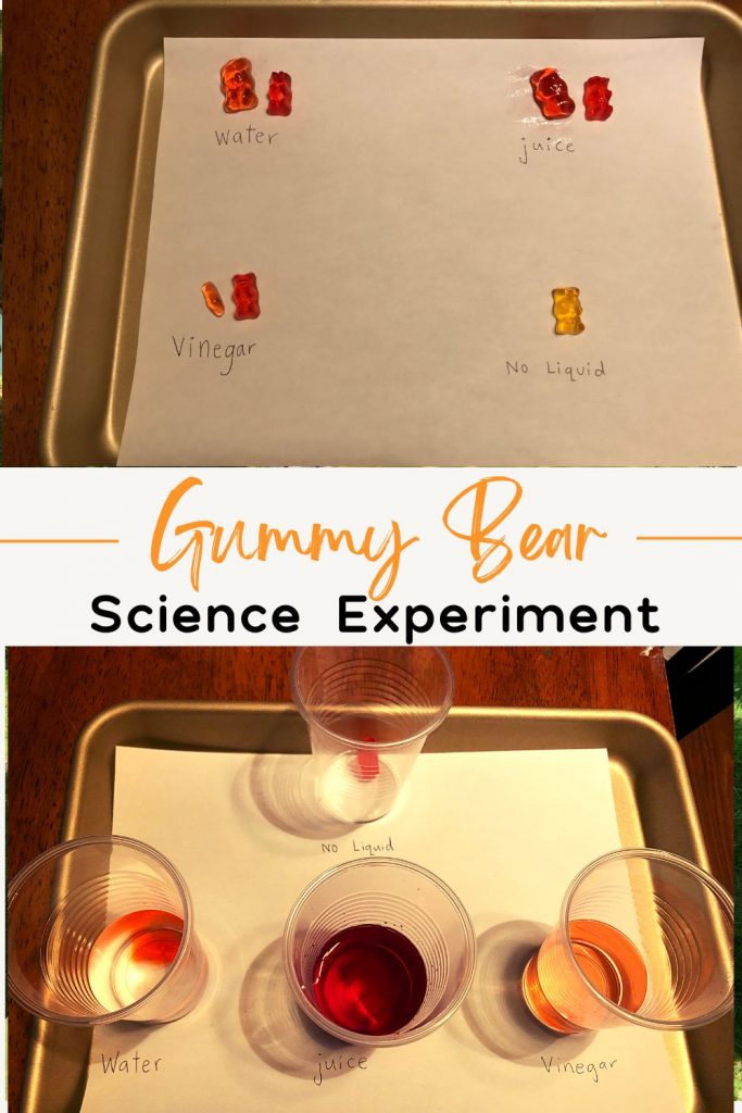Gummy Bear Science Experiment