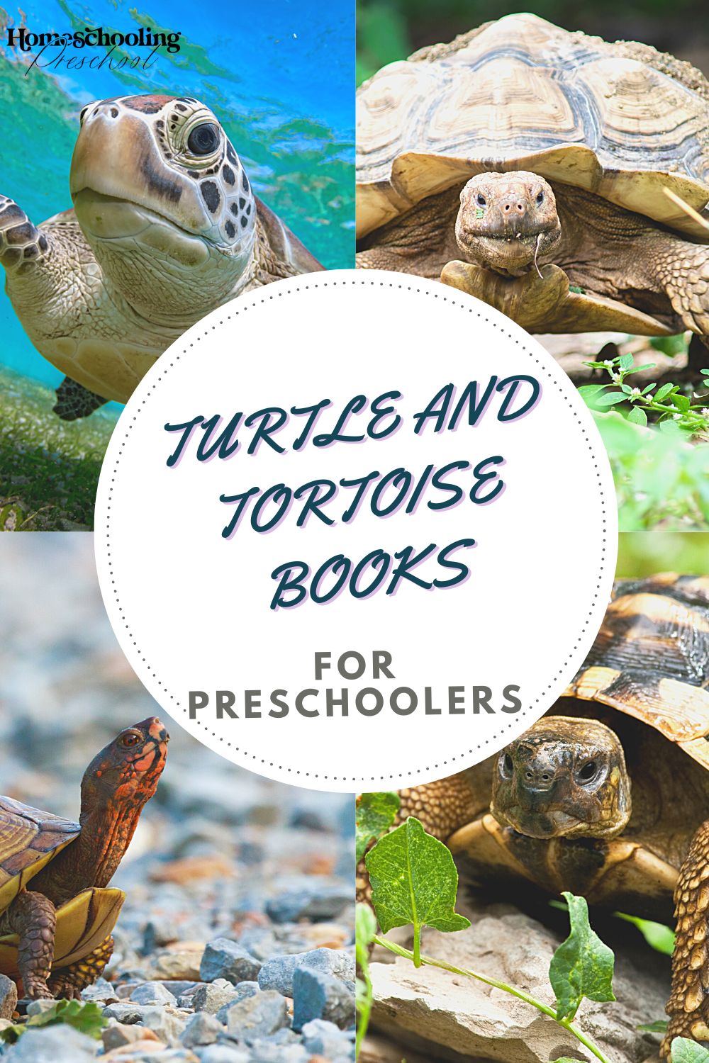 Tortoise and Turtle Books for Preschoolers