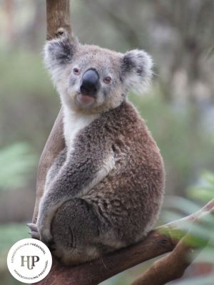 Australia Activities for Preschoolers