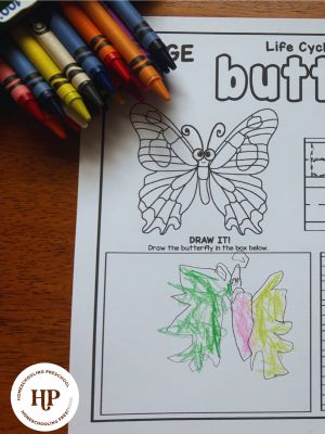 Let’s Learn About Butterflies