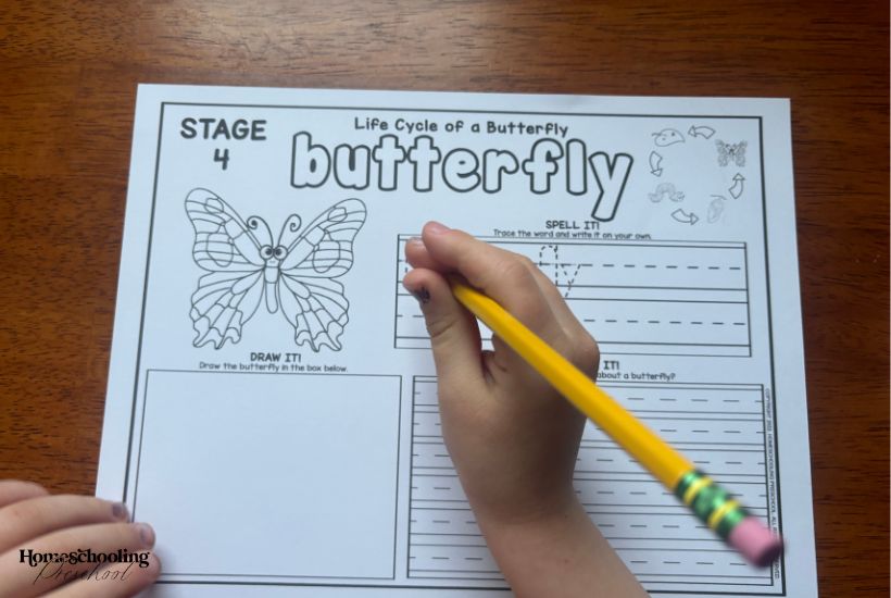 Let’s Learn About Butterflies